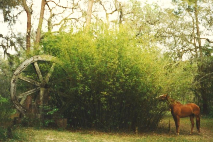 Sunny. He was my first horse after I married Jerry. He told me to get a horse after I excitedly explained how horses change leads! What a mistake on his part, lol. Sunny is eating bamboo next to the water wheel that fed water to our swimming pool.