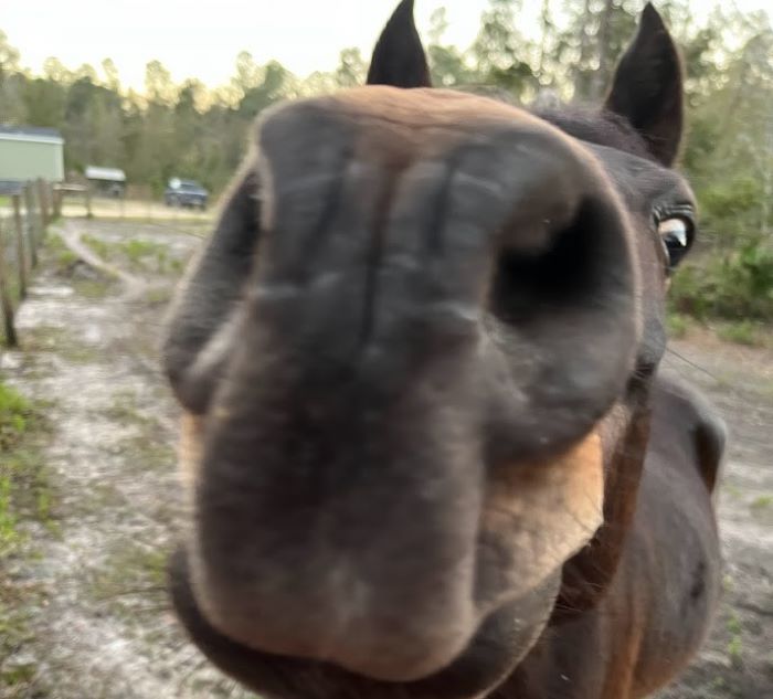 nosey horse How To Get Involved In Local Equestrian Communities